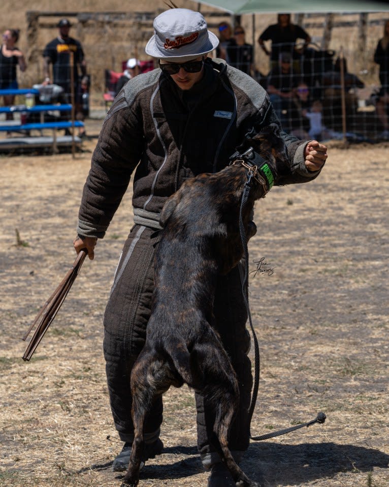 Static, a Dutch Shepherd tested with EmbarkVet.com