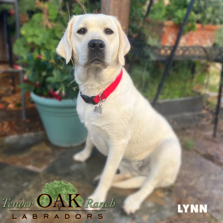 Lynn, a Labrador Retriever tested with EmbarkVet.com