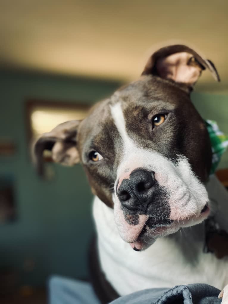 Sul, an American Bully and American Pit Bull Terrier mix tested with EmbarkVet.com