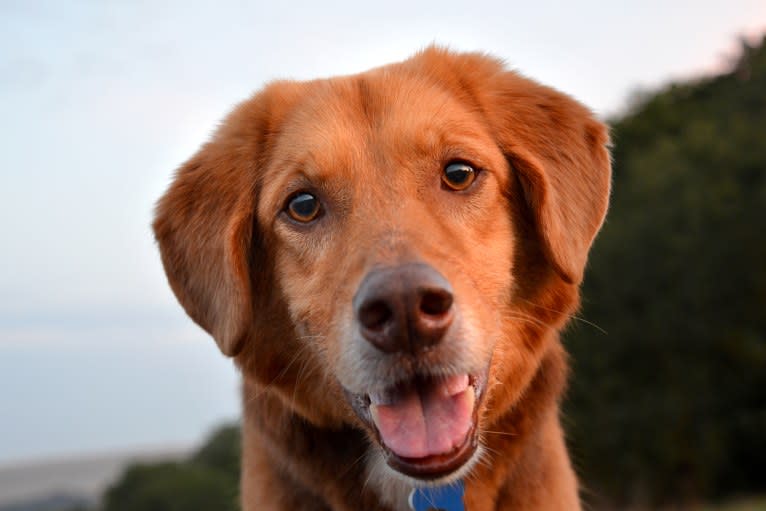 Andy, an European Village Dog tested with EmbarkVet.com