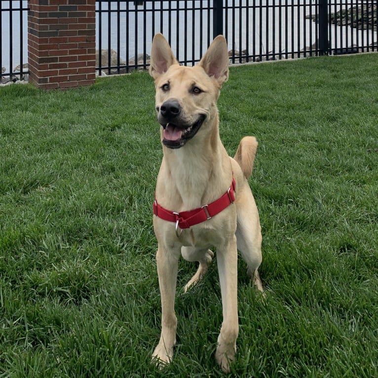 Leo, a Chow Chow and American Pit Bull Terrier mix tested with EmbarkVet.com