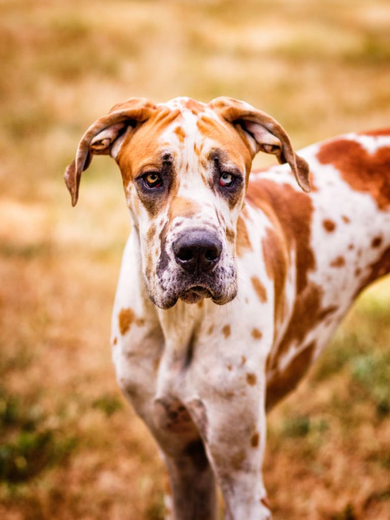 Forrest, a Great Dane tested with EmbarkVet.com