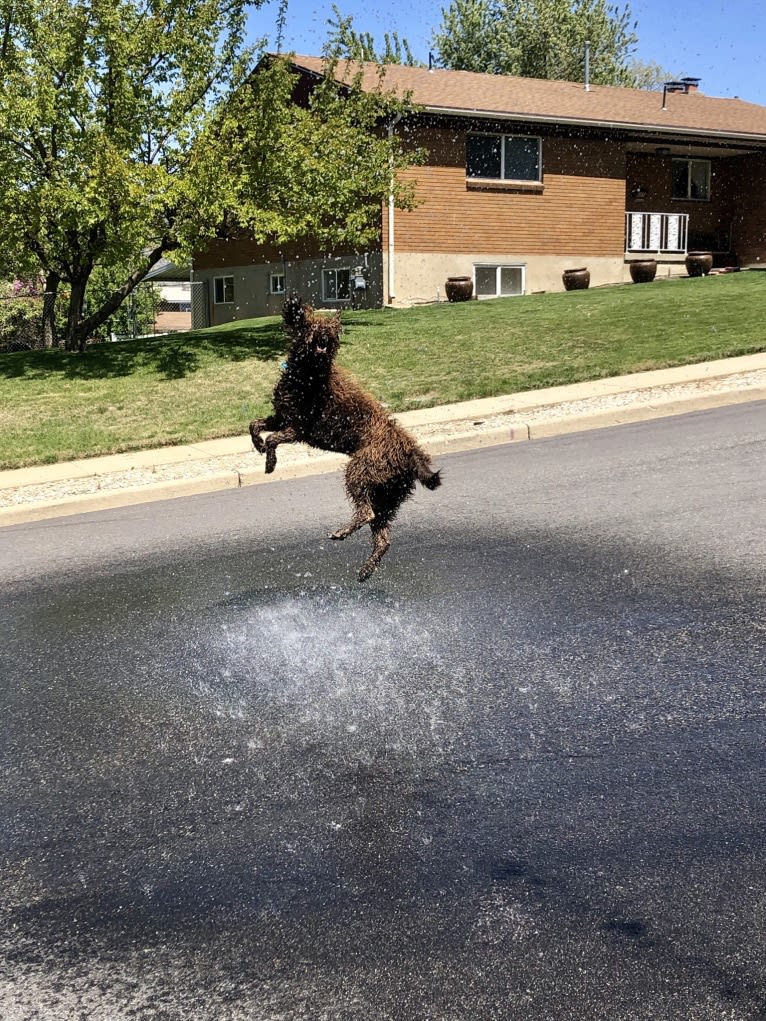 The Mighty Chewbacca, a Labradoodle (6.2% unresolved) tested with EmbarkVet.com