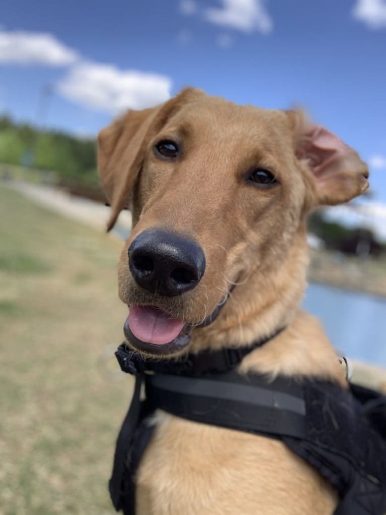 Murphy, a Labradoodle tested with EmbarkVet.com