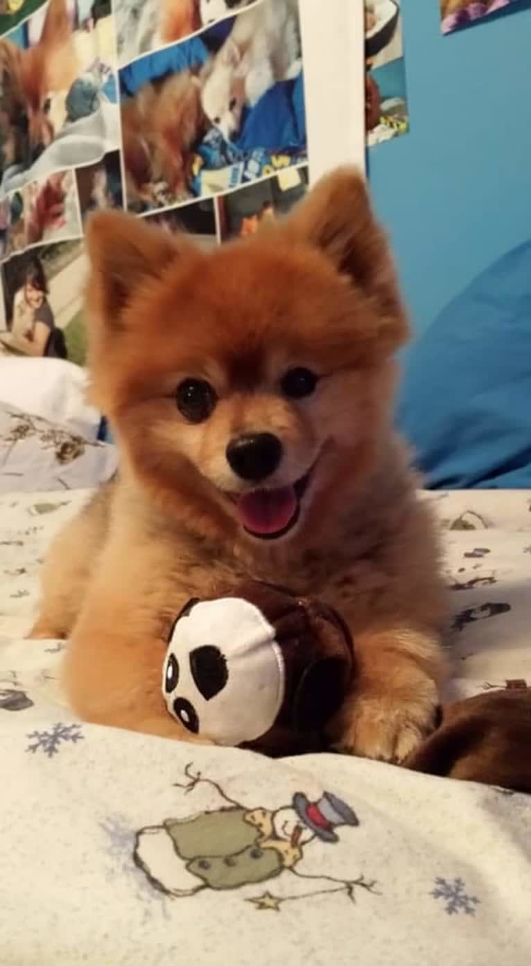 Zeke, a Pomeranian tested with EmbarkVet.com