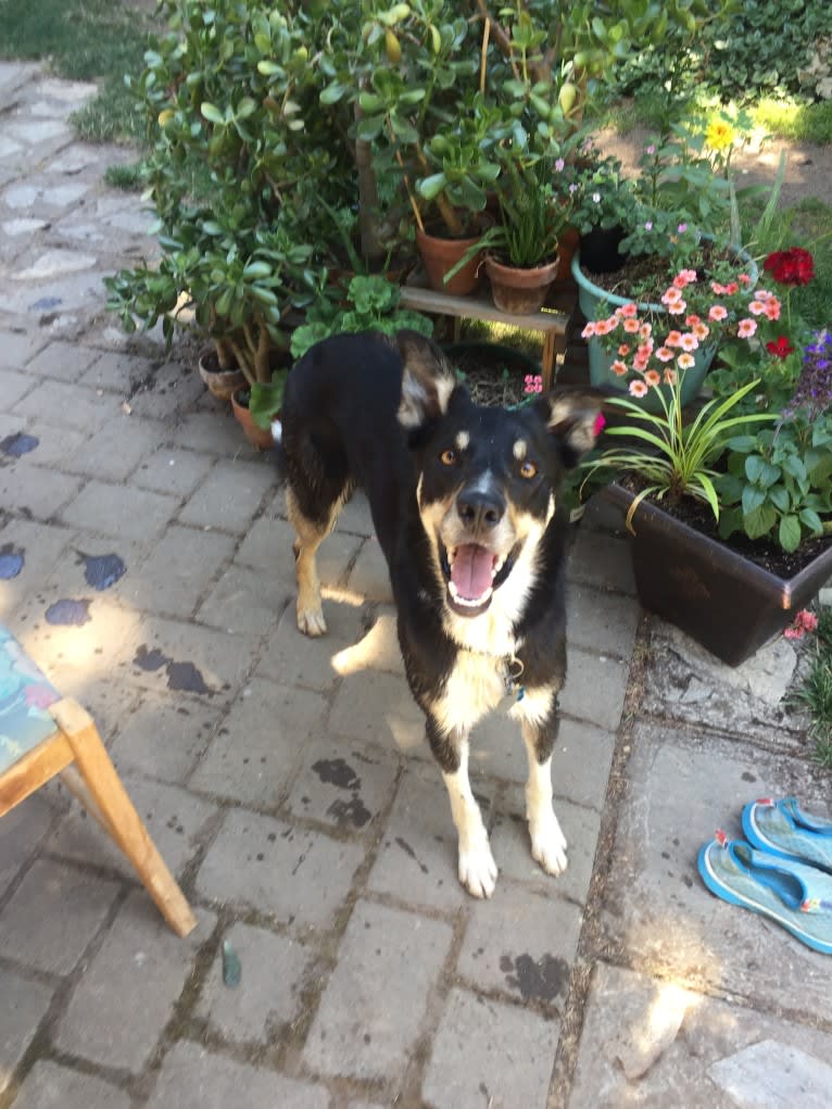 Ollie, a Border Collie tested with EmbarkVet.com