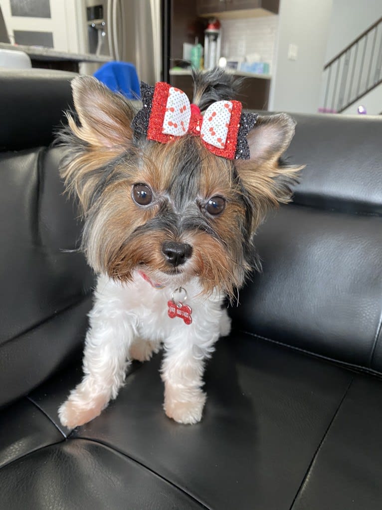Moana, a Biewer Terrier tested with EmbarkVet.com