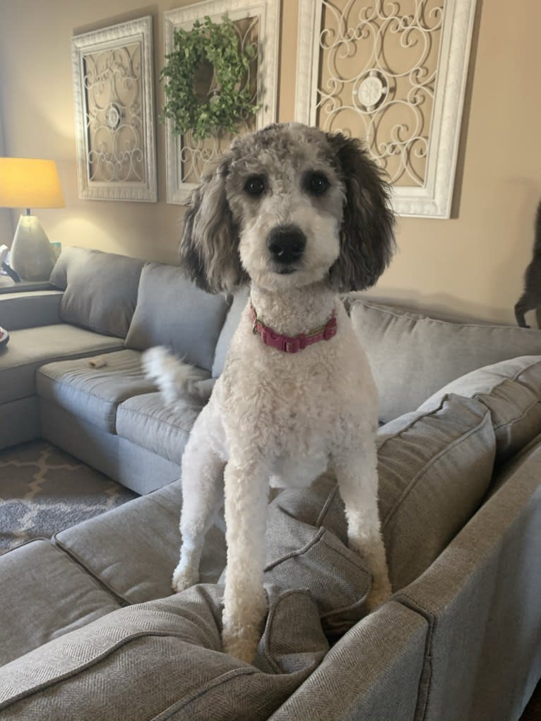 Nova, a Poodle (Standard) and Golden Retriever mix tested with EmbarkVet.com