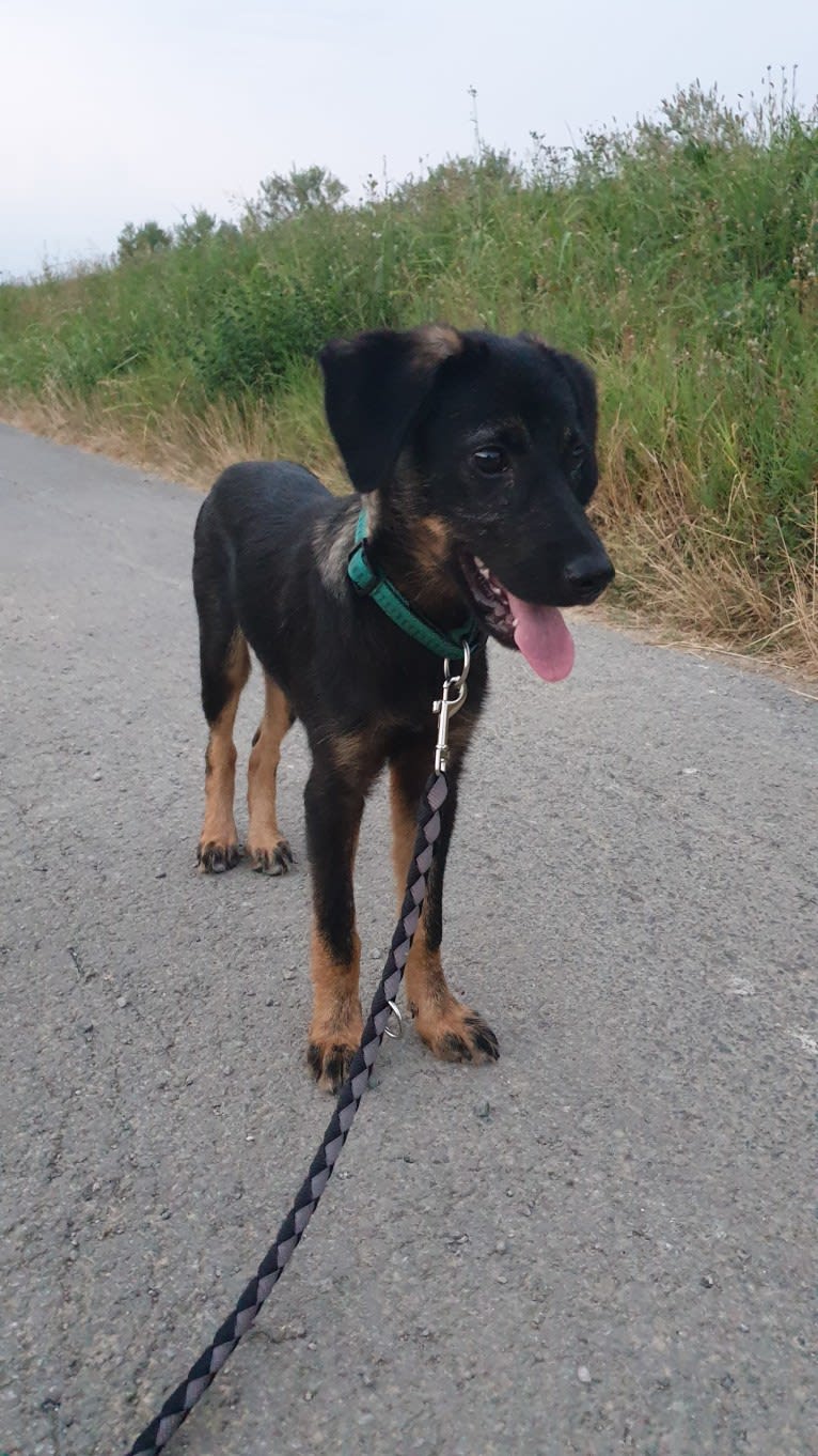 Ajka, an Eastern European Village Dog tested with EmbarkVet.com