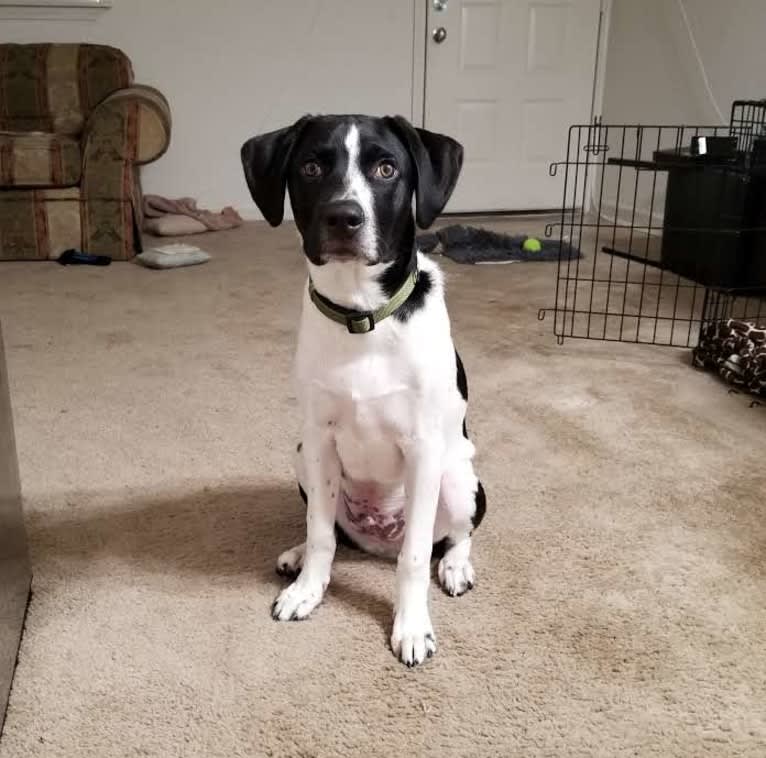 PATIENCE, a Labrador Retriever and American Pit Bull Terrier mix tested with EmbarkVet.com