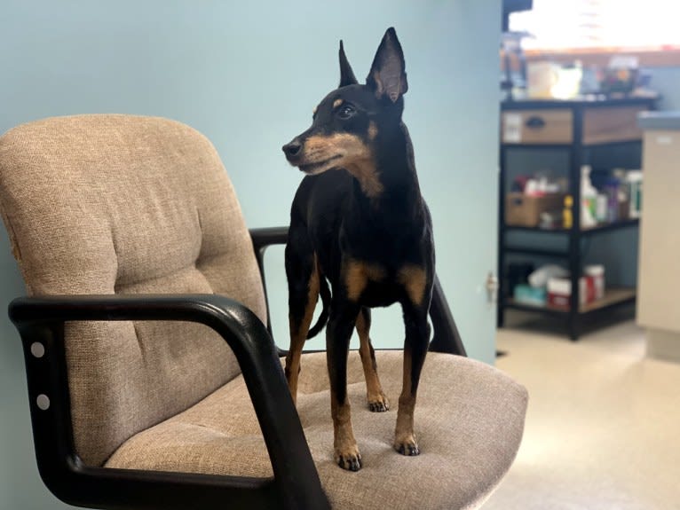 Penny, a Manchester Terrier (Toy) tested with EmbarkVet.com