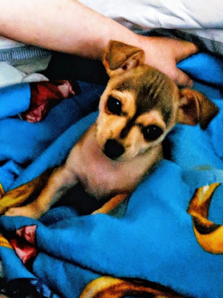 Dexter, a Chihuahua tested with EmbarkVet.com