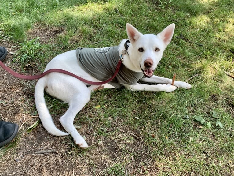 Alaska, a Siberian Husky and Border Collie mix tested with EmbarkVet.com