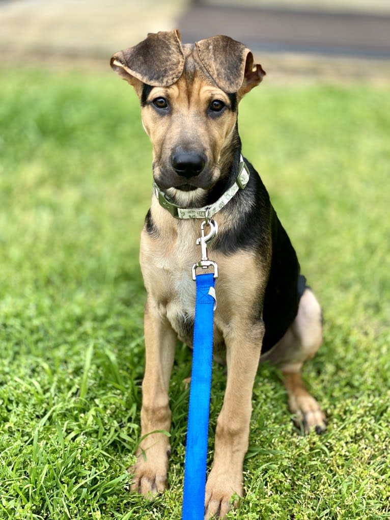Kevin, a German Shepherd Dog and Great Dane mix tested with EmbarkVet.com