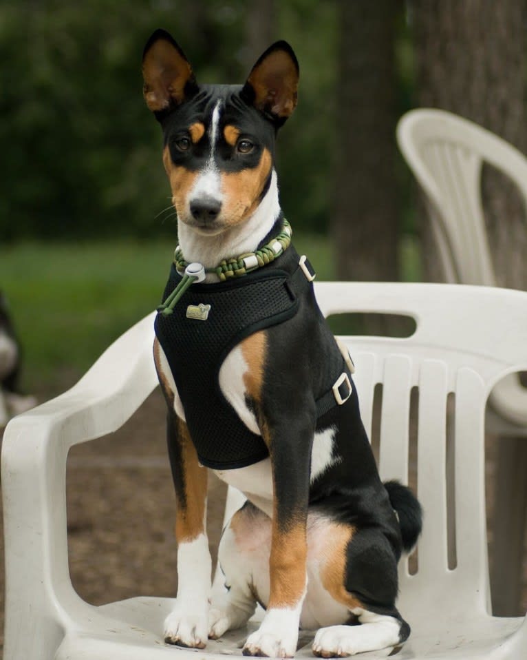 Orion, a Basenji tested with EmbarkVet.com
