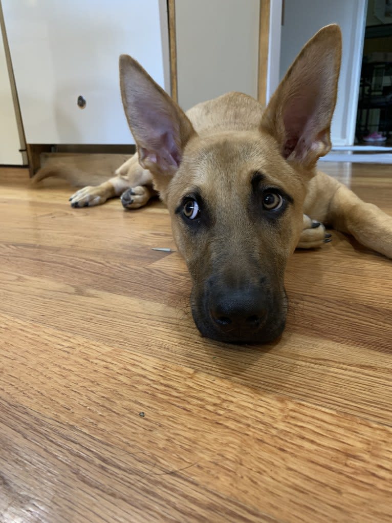 Scooby, a German Shepherd Dog and American Pit Bull Terrier mix tested with EmbarkVet.com