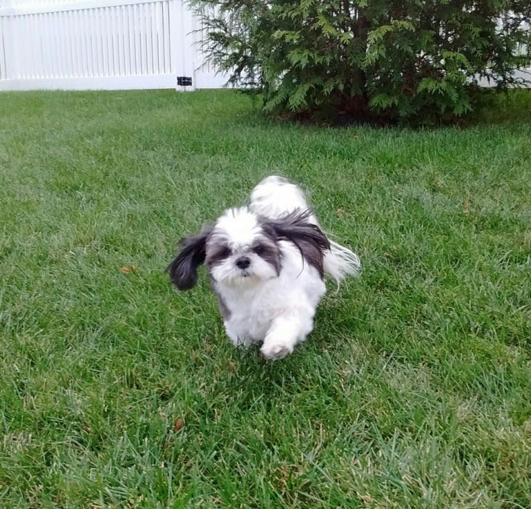 Harvey, a Shih Tzu tested with EmbarkVet.com