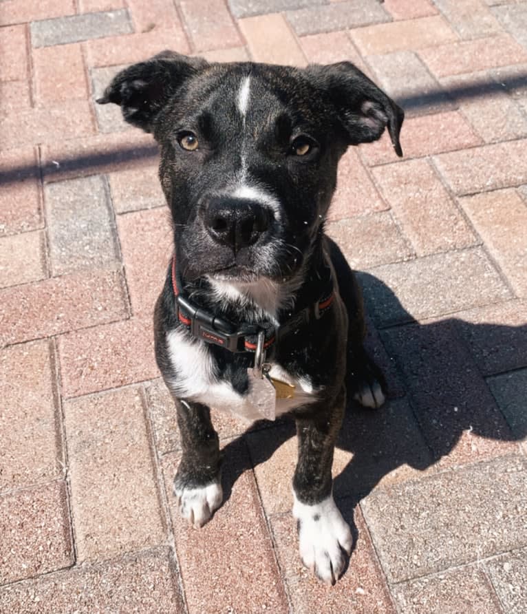 Leo, an American Pit Bull Terrier and American Staffordshire Terrier mix tested with EmbarkVet.com