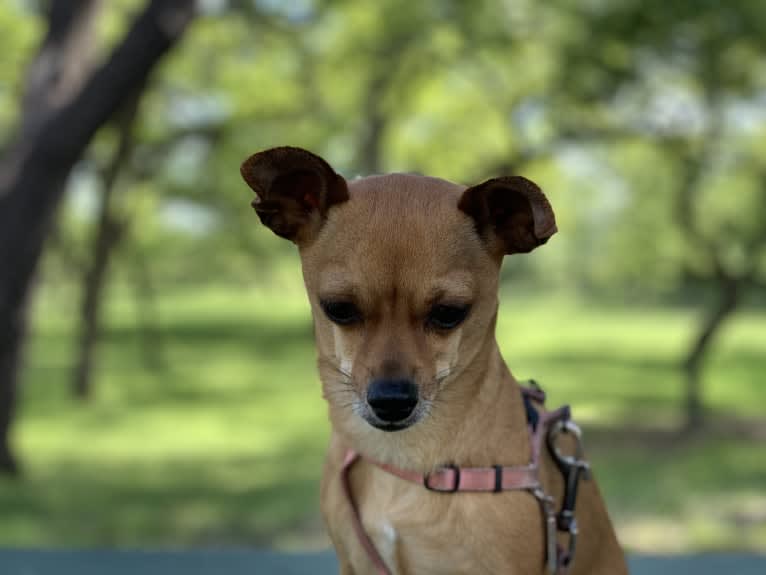 Figgy Smallz, a Miniature Pinscher and Chihuahua mix tested with EmbarkVet.com