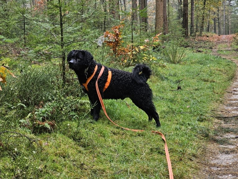 Beer, a Wetterhoun tested with EmbarkVet.com