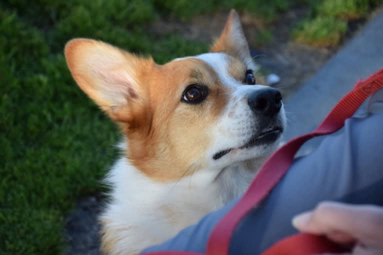 Wizard, a Pembroke Welsh Corgi and Border Collie mix tested with EmbarkVet.com