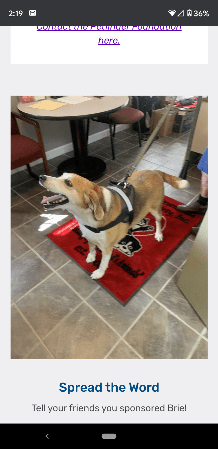 Brie, an American Foxhound tested with EmbarkVet.com