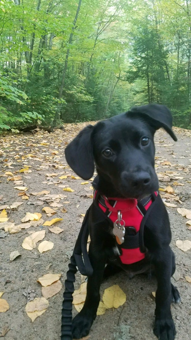 Rollo, a Labrador Retriever and Chesapeake Bay Retriever mix tested with EmbarkVet.com