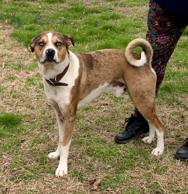 Thor, a Boston Terrier and Siberian Husky mix tested with EmbarkVet.com