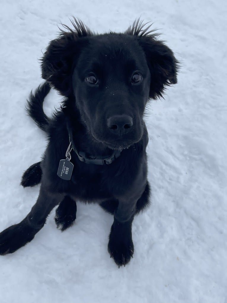 Bear, a Labrador Retriever and Poodle (Standard) mix tested with EmbarkVet.com