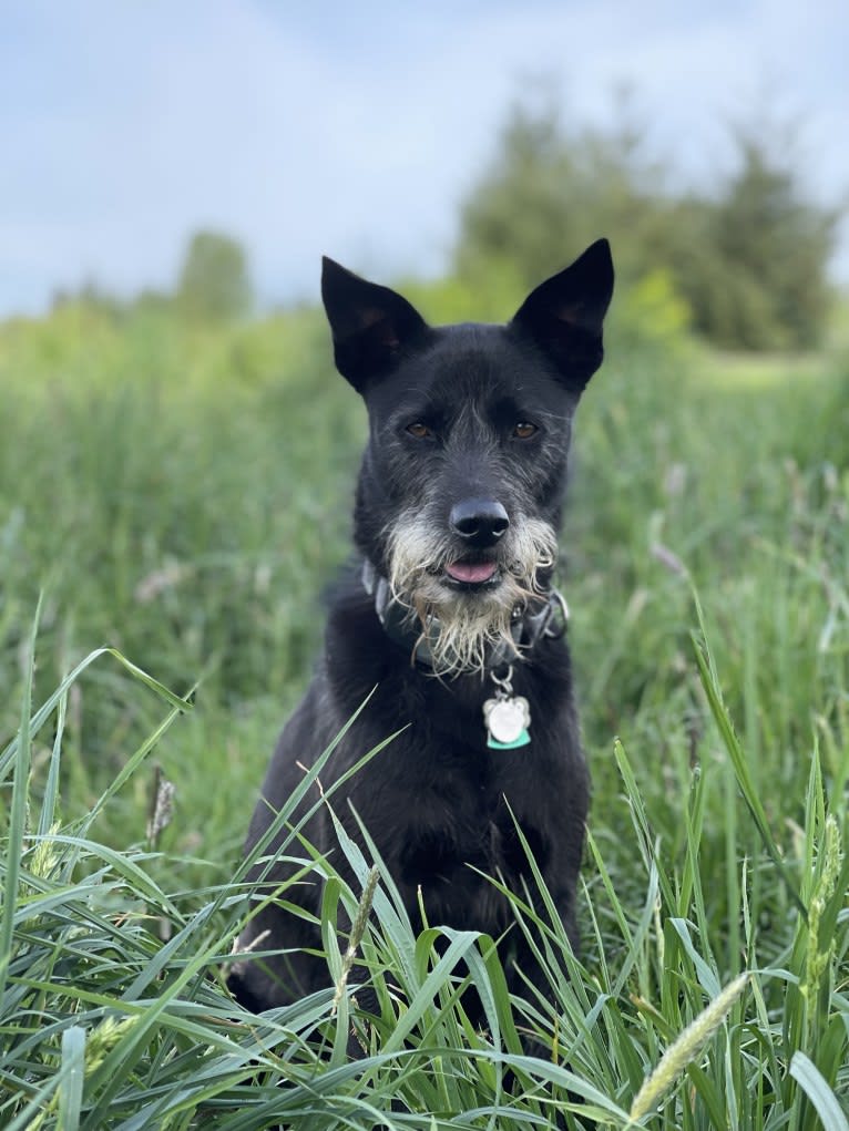 Samui, a Southeast Asian Village Dog and Poodle (Small) mix tested with EmbarkVet.com
