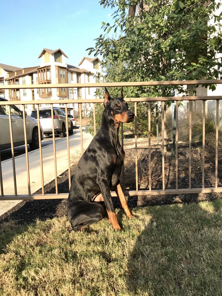 Lexie, a Doberman Pinscher tested with EmbarkVet.com