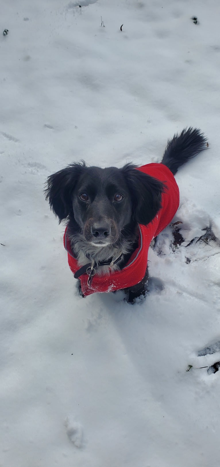 Roscoe, a Dachshund and Labrador Retriever mix tested with EmbarkVet.com