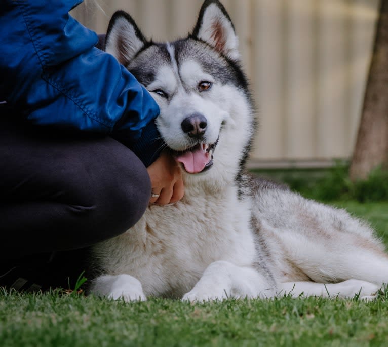 Apollo, a Samoyed and Siberian Husky mix tested with EmbarkVet.com