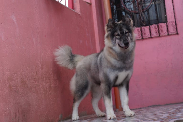 Luna negra, a Siberian Husky tested with EmbarkVet.com