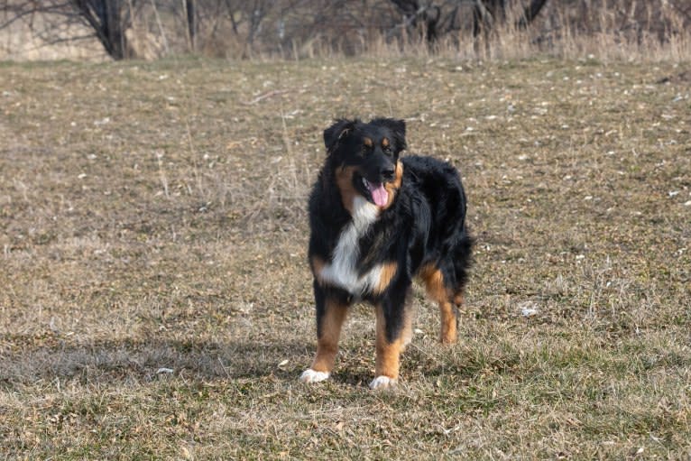 Wyatt, an Australian Shepherd tested with EmbarkVet.com