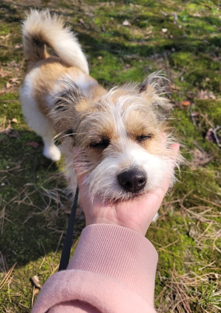 BBORI, a Japanese or Korean Village Dog tested with EmbarkVet.com