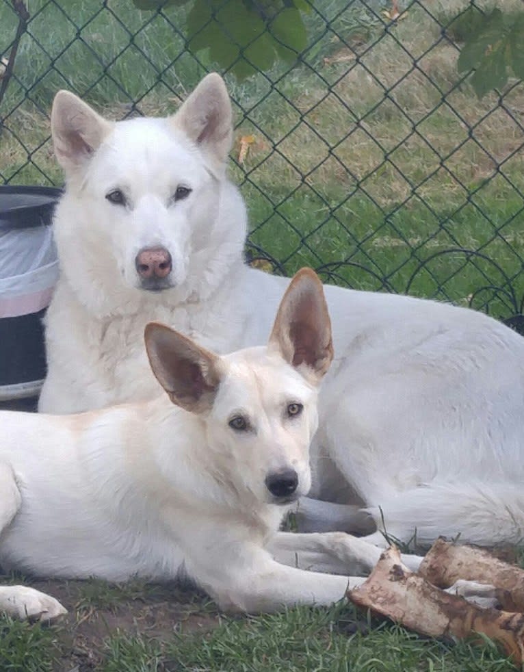 Loki, a Siberian Husky and Australian Cattle Dog mix tested with EmbarkVet.com