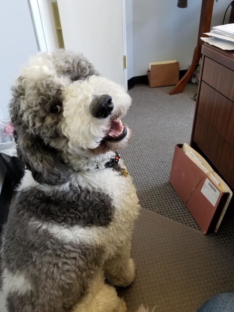 Beau, a Poodle (Standard) and Bulldog mix tested with EmbarkVet.com