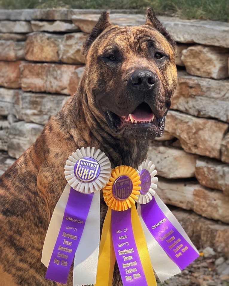 Jäger, a Perro de Presa Canario tested with EmbarkVet.com