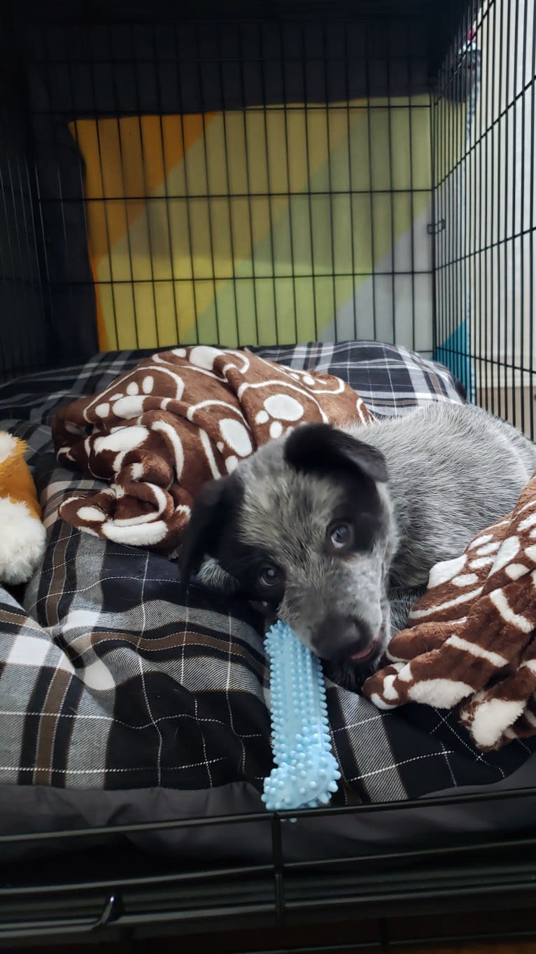 Apollo, a Border Collie and Australian Cattle Dog mix tested with EmbarkVet.com