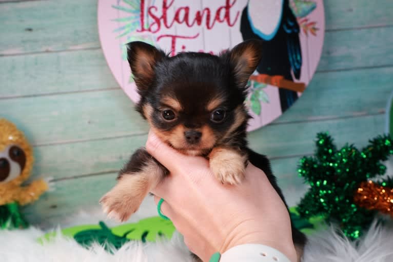 Wolfgang, a Chihuahua tested with EmbarkVet.com