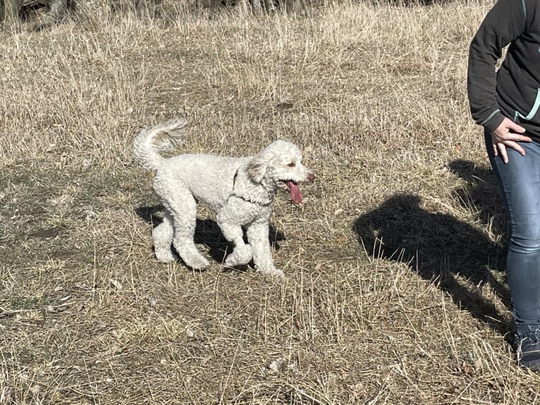 Orie, a Goldendoodle tested with EmbarkVet.com