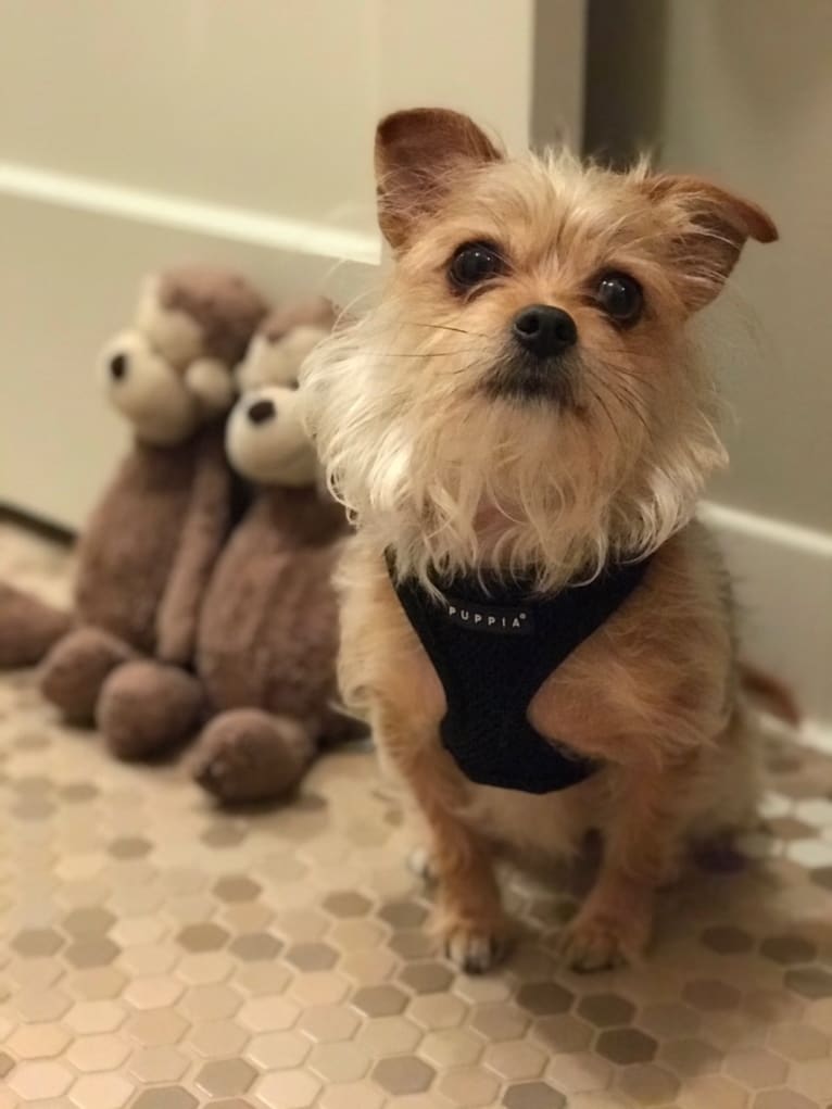 Myrtle, a Yorkshire Terrier and Pekingese mix tested with EmbarkVet.com