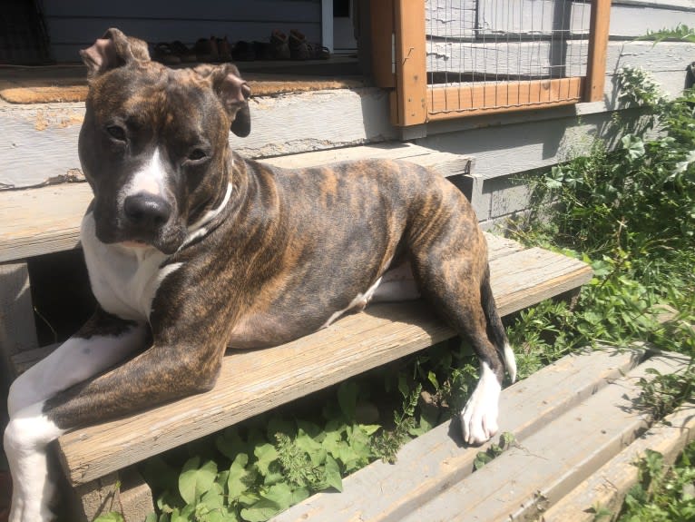 Fiona, an American Bully and American Pit Bull Terrier mix tested with EmbarkVet.com