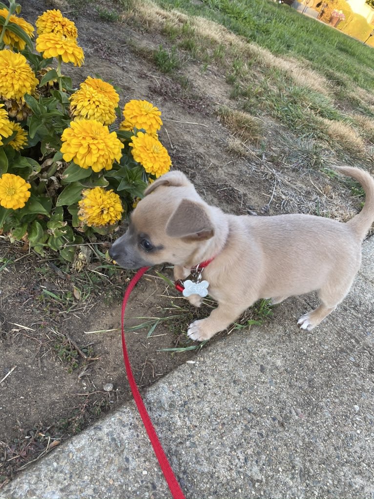 Kirby, a Chihuahua and Poodle (Small) mix tested with EmbarkVet.com