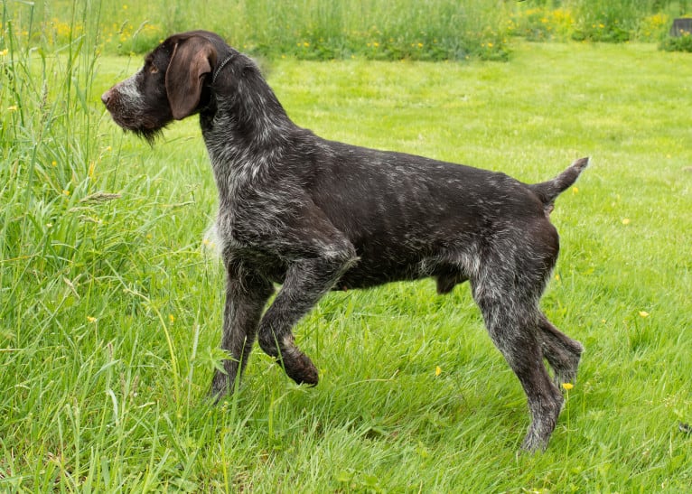 Grouse, a German Wirehaired Pointer tested with EmbarkVet.com