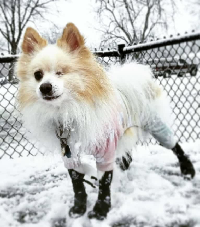 Miruko, a Pomeranian tested with EmbarkVet.com