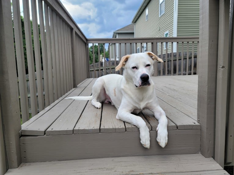 Wesley, a Boxer and German Shepherd Dog mix tested with EmbarkVet.com