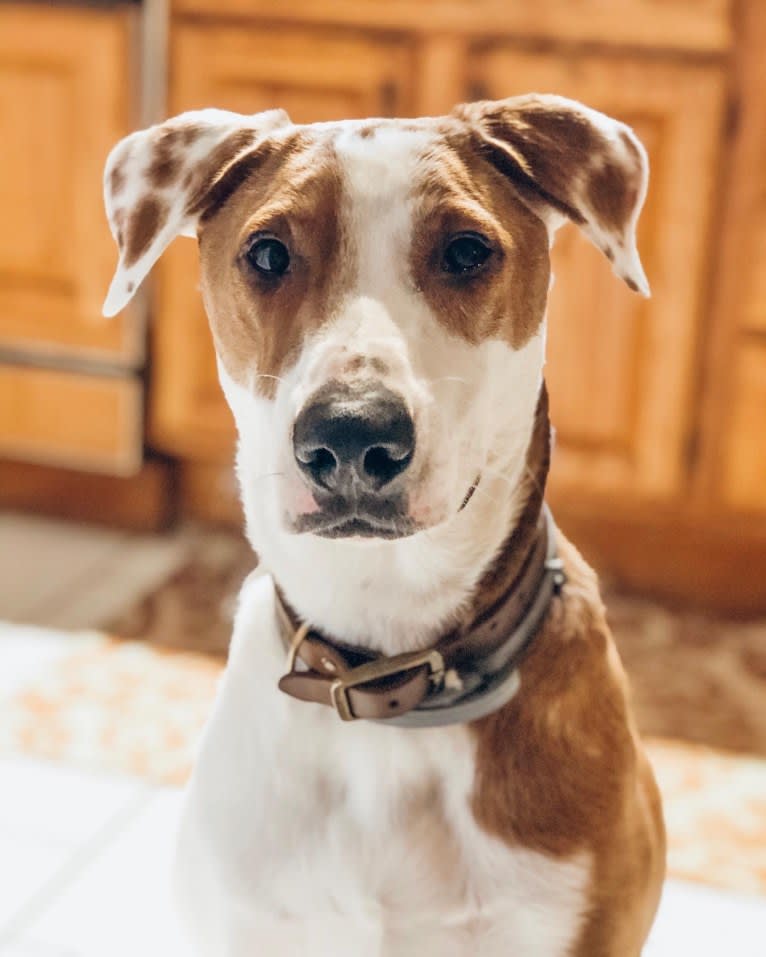 Benny, an American Pit Bull Terrier and Labrador Retriever mix tested with EmbarkVet.com