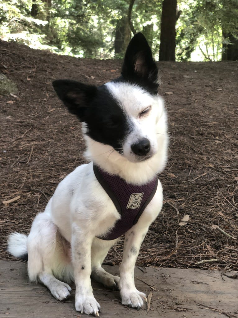 Jak, a Japanese or Korean Village Dog tested with EmbarkVet.com